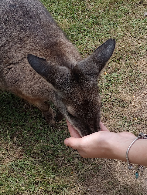 Ein braunes Wallaby frisst direkt aus Marthas Hand.